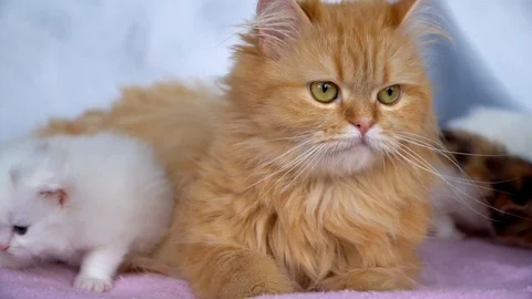 The cat is lying with the kittens Stock Footage 91225859