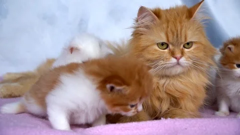 The cat is lying with the kittens Video stock 91225873