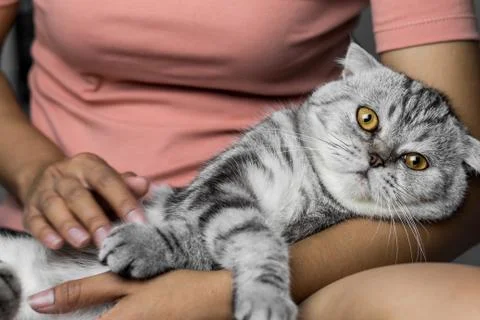 Cat lying on lap happily. Stock Photos