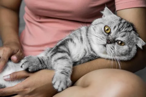 Cat lying on lap happily. Stock Photos