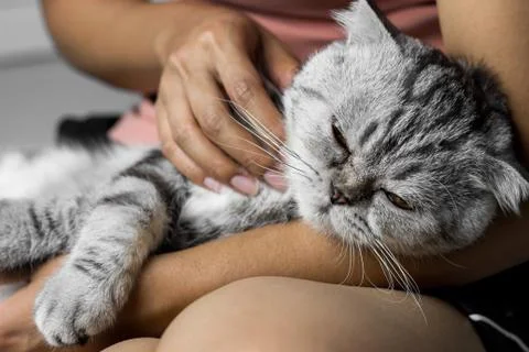 Cat lying on lap happily. Foto stock