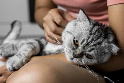 Cat lying on lap happily. Stock Photos