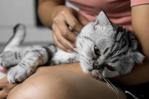 Cat lying on lap happily. Stock Photos