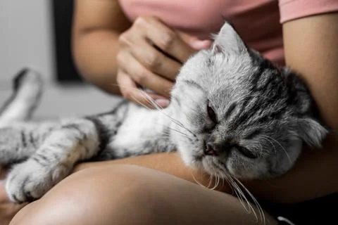 Cat lying on lap happily. Stock Photos