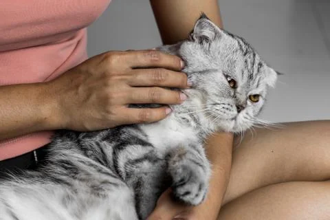 Cat lying on lap happily. Stock Photos