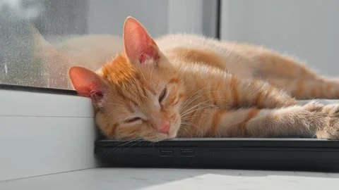 A cat is lying on a laptop beside a window, soaking in the sunlight. The cat 库存影片 344674730