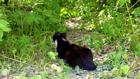 Cat lying on lawn and eating grass. Stock Footage 156187843