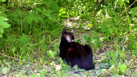 Cat lying on lawn and eating grass. Stock Footage 156724645