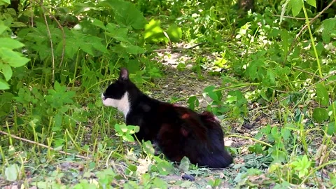 Cat lying on lawn and eating grass. Stock Footage 157898158