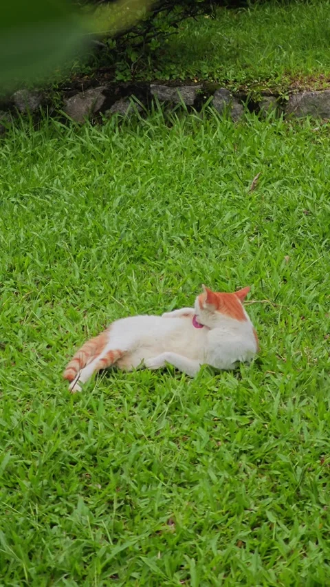 A cat lying on the lawn Stock Footage 310349435