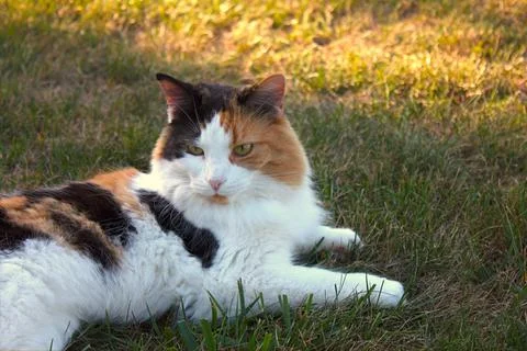 Cat lying on a lawn. Stock Photos