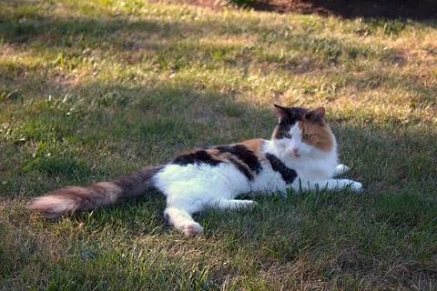 Cat lying on a lawn. Stock Photos
