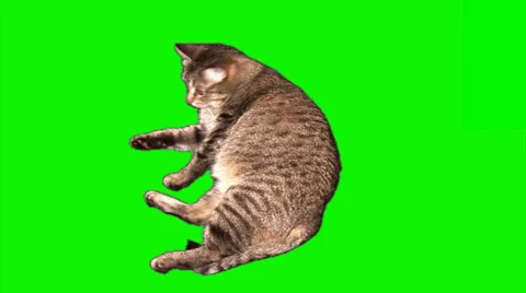 Cat lying, licking, turning over and run away Stock Footage 43160328