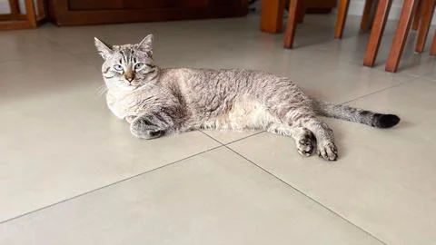 Cat lying on light ceramic floor Stock Photos