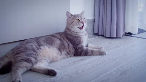 The cat is lying on the light floor, near the open balcony door Stock Footage 324083724