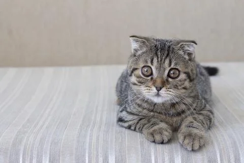 The cat is lying on a light sofa, a parody of a Scottish fold cat or a Scottish 스톡 사진