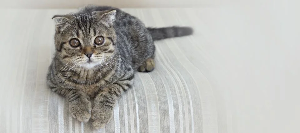 The cat is lying on a light sofa, a Scottish fold-eared parody . The color is 스톡 사진