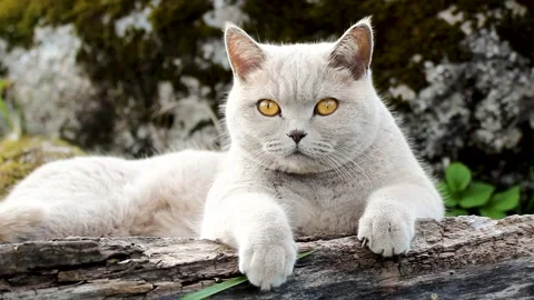 Cat lying on a log Stock-Footage 296576641