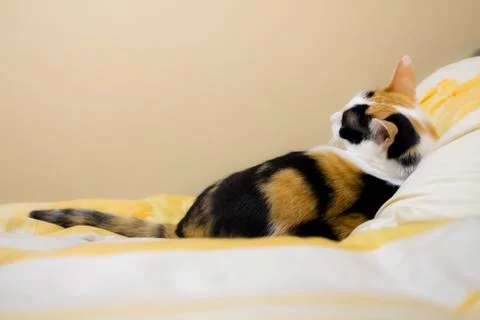 Cat lying looking back up to the top at the empty space. 库存照片
