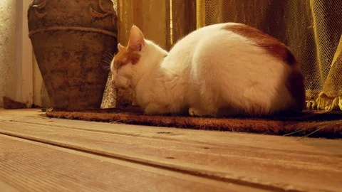 Cat lying on the mat near the front door in the evening, relaxes Stock Footage 98241001