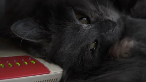 Cat lying on modem is looking straight ahead. Pets and comfort. Stock Footage 266878677