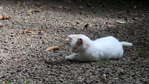 Cat lying near a small live snake it caught. Video stock 277738600