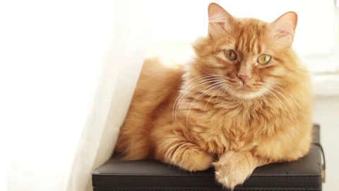 Cat Lying Near The Window Changing the Position Stock Footage 96237261
