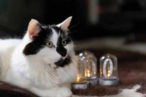 A cat lying next to Christmas light decorations Stock Photos