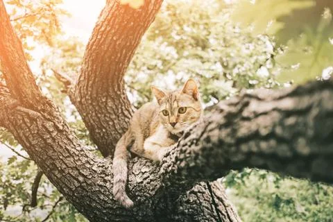 Cat lying on oak tree on sunny summer day. Stock Photos