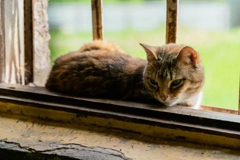The cat is lying on an old window and looks into the room Stock Photos