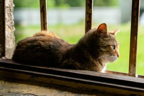 The cat is lying on an old window and looks out at the street Stock Photos