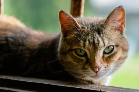 The cat is lying on an old window  and looks sweetly at the camera Stock Photos