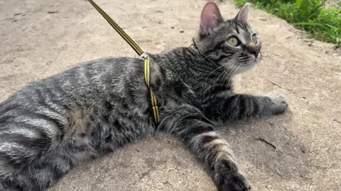 A cat lying on ones stomach on the ground Stock Footage 303978050