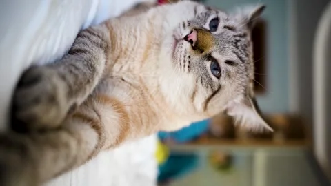 Cat lying with outstretched legs, close-up, gray and white cat posing Stock Footage 253298730