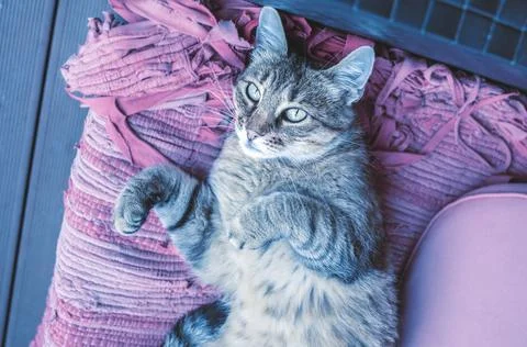 Cat lying on the patio sofa.High quality photo. Stock Photos