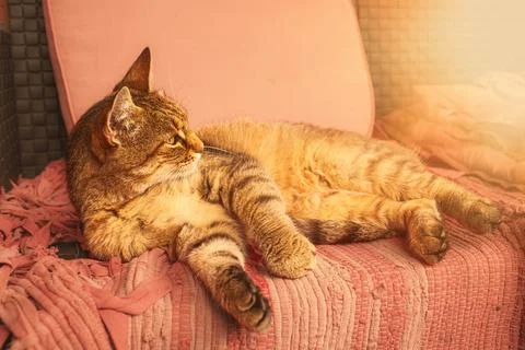 Cat lying on the patio sofa.High quality photo. Stock Photos