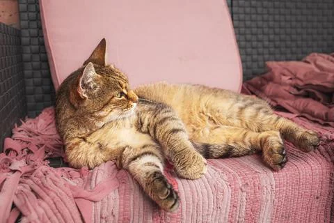 Cat lying on the patio sofa.High quality photo. Stock Photos