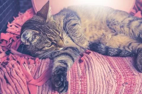 Cat lying on the patio sofa.High quality photo. Stock Photos