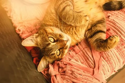 Cat lying on the patio sofa.High quality photo. Stock Photos