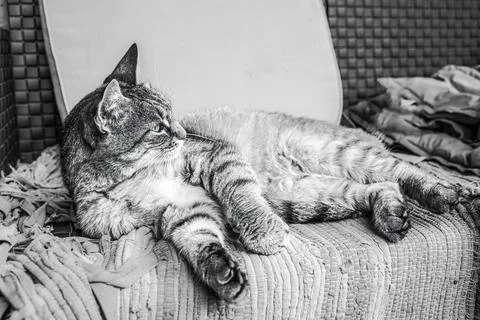 Cat lying on the patio sofa.High quality photo. Stock Photos