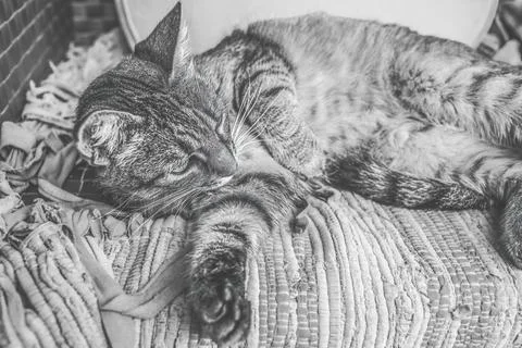 Cat lying on the patio sofa.High quality photo. Stock Photos