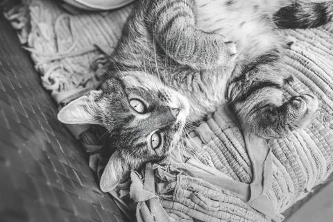 Cat lying on the patio sofa.High quality photo. Stock Photos