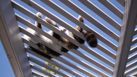 Cat lying on perch against sun 스톡 동영상 64826055