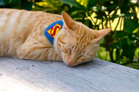 Cat lying Stock Photos