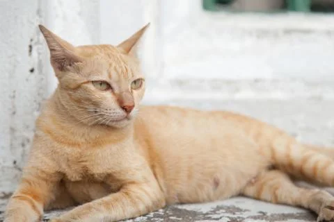 Cat lying. Stock Photos