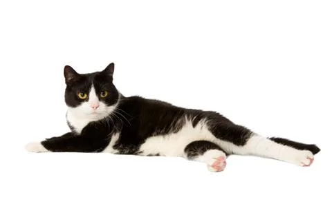 Cat lying Foto stock