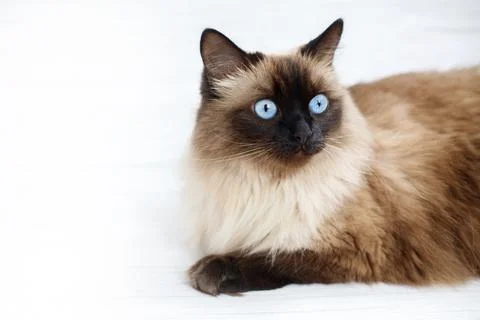 Cat is lying. Place for text. Without people Stock-Fotos