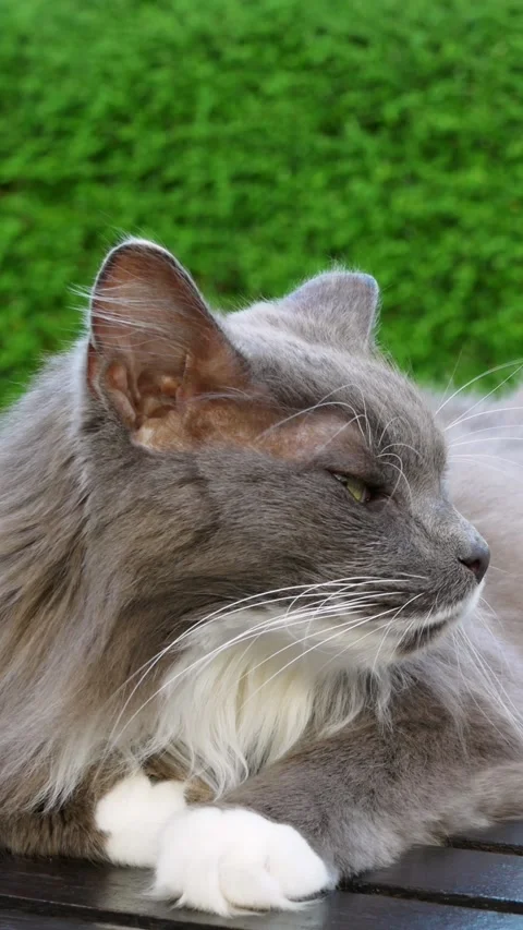 Cat lying by pool, experiencing ultimate summer relaxation. Cozy and calm scene Stock Footage 278996313