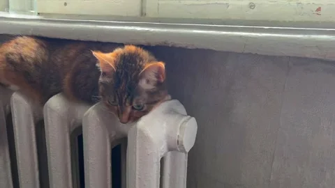 Cat lying on radiator in winter home Stock Footage 329319480