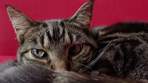 Cat lying on the red sofa Stock Footage 56960712